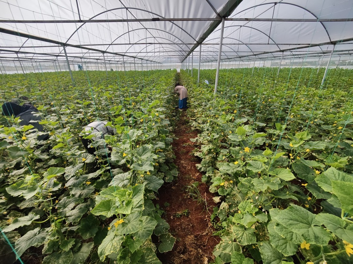 Eyyübiye sera kent'te büyüme öncesi hazırlık