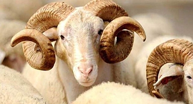 Kurban Bayramı zaman olacak, 9 günlük tatil var mı?
