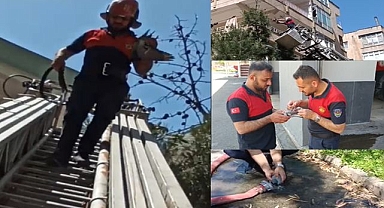 Şanlıurfa'da ağaçta mahsur kalan güvercin kurtarıldı!