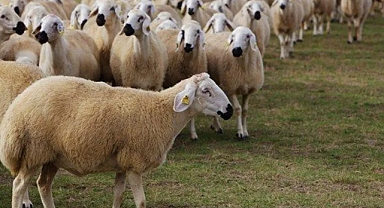 Urfa'da 2 bin baş reforme koyun satışı için ihale yapılacak!
