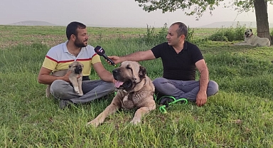 Şanlıurfa'nın has köpeği gureğhe kim sahip çıkacak!