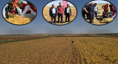 Şanlıurfa, Türkiye'nin kırmızı mercimek üretiminde birinci sırada