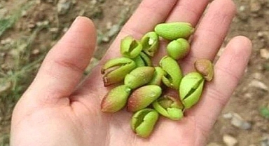 Urfa'da dolu yağışı fıstık bahçelerini vurdu