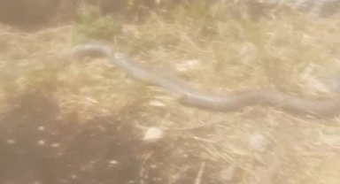 Hilvan'da Dev Yılan Eve Girmeye Çalıştı