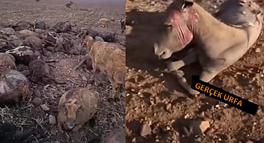 Diyarbakır'daki Yangında Ölü Sayısı Yükseldi