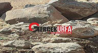 Karaköprü'de Yaralı Tilki Yavrusu Görüldü