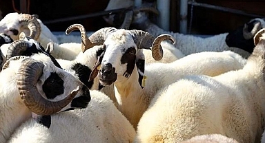Kurban Bayramı Heyecanı Şanlıurfa'da Başladı: Canlı Hayvan Fiyatları Açıklandı!