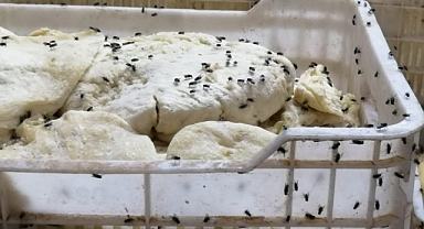 Siverek'te Sinek Skandalı: Hijyen Kuralları Hiçe Sayılan Süt İmalathanesine Yasal İşlem!