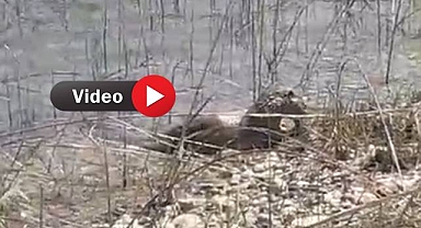 Hilvan'da Su Samuru Görüntülendi