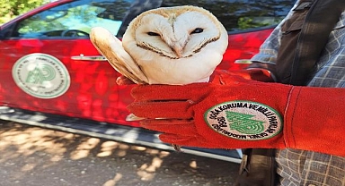 Hilvan'da Yaralı Peçeli Baykuş Bulundu