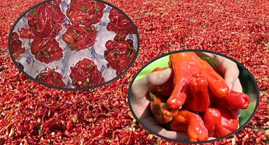 Şanlıurfa'da Kırmızı Biber Fiyatları Ne Durumda?