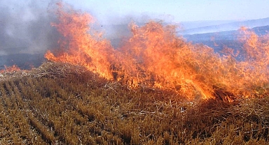 Akçakale'de Anız Yangını İhbarı: Jandarma Hızla Müdahale Etti!