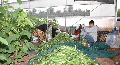 Siverek'te Kadın Kooperatifi, Tarımsal Üretimde Öncü Oluyor