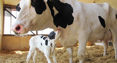 Çiftçilere Müjde! 112 Milyon TL'lik Destekleme Ödemeleri Başladı