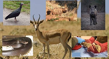 Şanlıurfa'da Yaşayan Yabani Hayvan Türleri