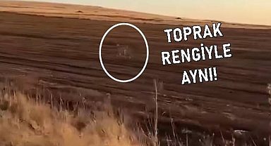 Suruç'ta Tarlada Gezen Kurt Cep Telefonu Kamerasına Yansıdı