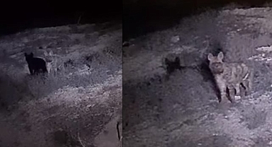 Türkiye'de Çizgili Sırtlan: Nesli Tükenme Tehlikesiyle Karşı Karşıya  