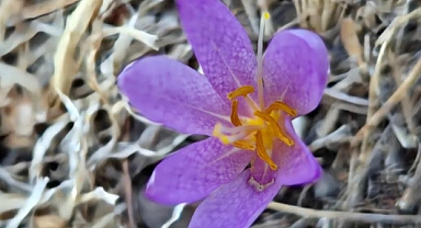 Harran Üniversitesi Bilim Dünyasına Yeni Bir Endemik Tür Kazandırdı!