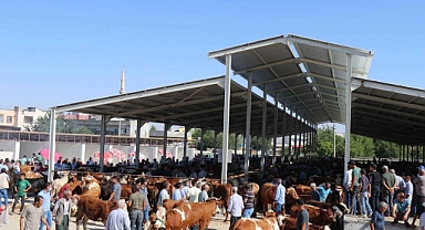 Şanlıurfa'da Şap Alarmı! Bozova ve Siverek'te Hayvan Pazarları Kapalı