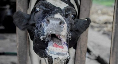 Şanlıurfa Hayvan Mezatı, Şap Hastalığı İddiasıyla Kapatıldı