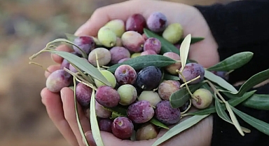 Türkiye’nin Zeytin Üretim Haritası Açıklandı!