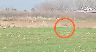 Suruç'ta Nesli Tükenme Tehlikesi Altındaki Çizgili Sırtlan Görüntülendi