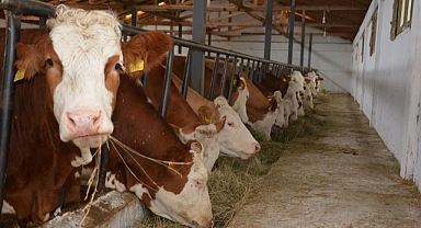 Urfalı Çiftçilere Devlet Desteği! Hayvancılık İçin Büyük Fırsat