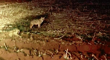 Viranşehir’de Kurt Tehlikesi! Sayıları Artıyor, Vatandaşlar Tedirgin