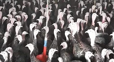 Türk Hindi Üreticileri Global Pazarın Yükselen Yıldızı