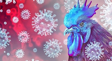 Şanlıurfa Bozova'da Kuş Gribi Önlemi Satışlara Geçici Yasak!