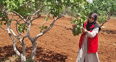 Şanlıurfa’da Alo Ziraat Uygulaması ile Fıstık Bahçelerinde Başarı!