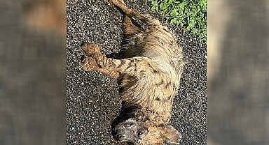 Şanlıurfa'da Nesli Tükenme Tehlikesi Altındaki Çizgili Sırtlan Ölü Bulundu