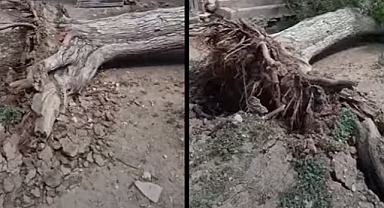 Şanlıurfa'da Şiddetli Rüzgar Dev Ağacı Yerinden Söktü!