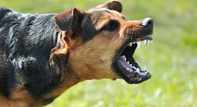 Şanlıurfa'da Yine Köpek Saldırısı! Yaralının Durumu Ağır