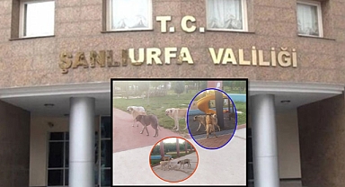 Şanlıurfa Valiliği Harekete Geçti! Bakımevi Kurmayan Belediyelere Uyarı