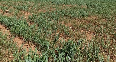 Suruç’ta Sulama Krizi Çiftçiler Suyun Bırakılmasını Bekliyor