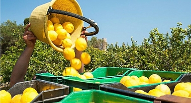 Ticaret Bakanlığı, Limon İhracatını Geçici Olarak Durdurdu!