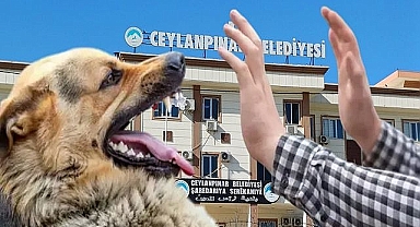 60 Sokak Hayvanı Öldürüldü mü? Ceylanpınar’da Ne Oluyor?