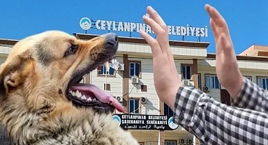 Ceylanpınar Belediyesi Ne İş Yapıyor? Sokak Köpekleri Terör Estiriyor