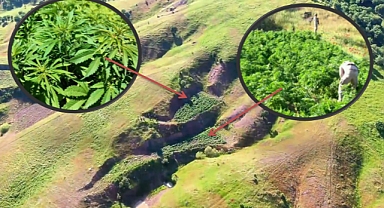 Diyarbakır’da Uyuşturucuya Ağır Darbe! 7,5 Milyon Kök Kenevir Ele Geçirildi