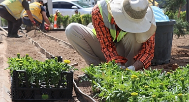 Büyükşehir Belediyesi, Artık Kendi Çiçeğini Kendisi Ekiyor! Dışa Bağımlılığa Son