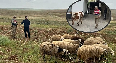 Şanlıurfa'da 26 Kaybolan Hayvan, Jandarma Çalışmalarıyla Bulundu