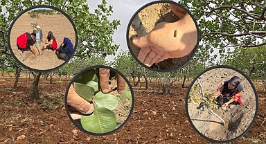 Şanlıurfa'da Antepfıstığı Bahçelerinde Zararlı Tespiti ve Üreticiye Teknik Destek!