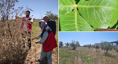 Şanlıurfa’da Fıstık ve Zeytin Bahçelerinde Tehdit Büyüyor!