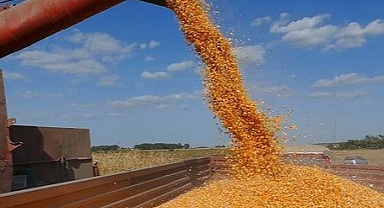 Şanlıurfa’da Hasat Başladı, Emeğin Bedeli Tartışma Yarattı!