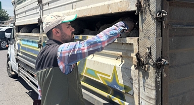 Şanlıurfa’da Hayvan Sağlığı İçin Sıkı Denetim ve Kontroller Başladı!