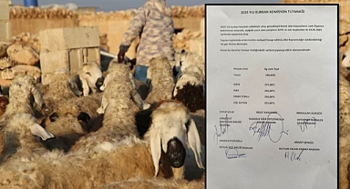 Şanlıurfa'da Kurbanlık Fiyatları Belli Oldu, İşte 2025'in Tavsiye Rakamları!