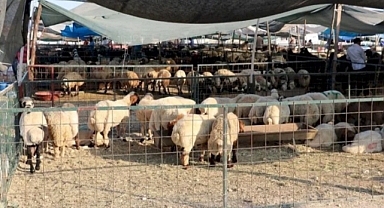 Şanlıurfa Kurban Bayramına Hazır! Satış ve Kesim Noktaları Açıklandı