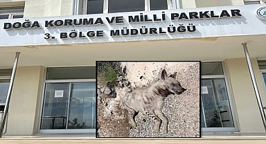 Şanlıurfa'da Nesli Tükenme Tehlikesindeki Çizgili Sırtlan Ölü Bulundu