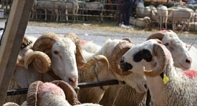 Şanlıurfalı Vatandaşlar Dikkat! Tarım Bakanlığı’ndan Kritik Uyarı